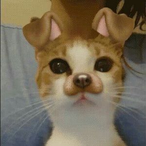 Meet your Posher, Autumn